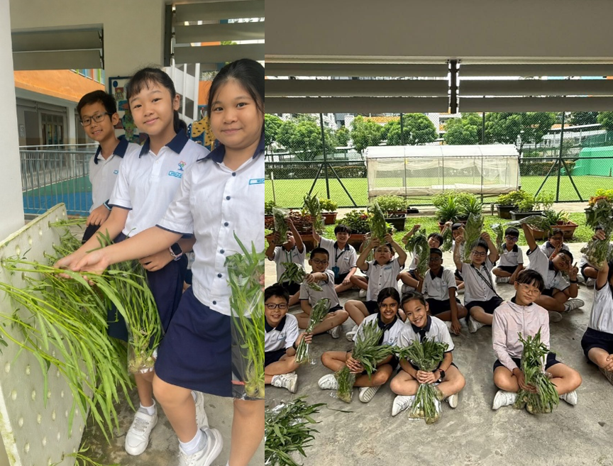 Students harvesting vegetables from their hydroponics project and exploring sustainable farming through hands-on learning experiences